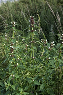 Labiatae Prints: A group of common hemp-nettle, Galeopsis tetrahit