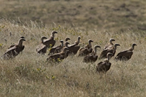 Group of Eurasian Griffon Vulture s, Extremadura, Spain