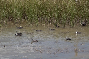 Fulica Prints: group of juvenile coots