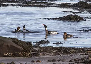 Breasted Prints: Group of Red Breasted Mergansers male and females swimming by sea shore