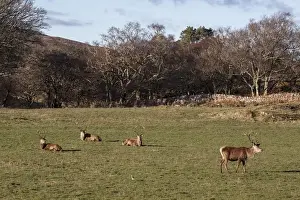 Antlers Prints: Group of Red Deer stags at Ardlussa on the Isle of Jura - Scotland