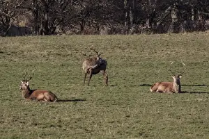 Group of Red Deer stags at Ardlussa on the Isle of Jura - Scotland