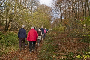 Group of walkers in woodland, near Eartham, West Sussex, England, november