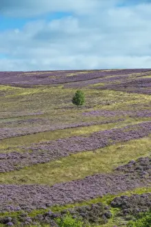 Gamebird Prints: Grouse moor management, strips of flowering Common Heather (Calluna vulgaris)