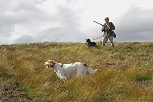 Gamebird Prints: Grouse shooting, man with shotgun