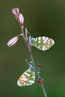 Peloponnese Prints: Gruner's Orange-tip (Anthocharis gruneri) two adult males