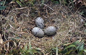 Seagull Prints: GtBlack-backed Gull (Larus marinus) Nest and three eggs
