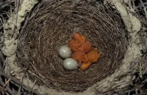 Cuckoos Prints: GtSpotted Cuckoo (Clamator glandarius) Eggs in nest with Magpie chicks