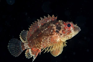 Guam Scorpionfish (Scorpaenodes guamensis) adult, swimming at night, Lembeh Straits, Sulawesi, Sunda Islands