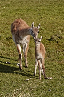 Guanaco (Lama guanicoe) adult female with calf, standing together, Torres del Paine N. P