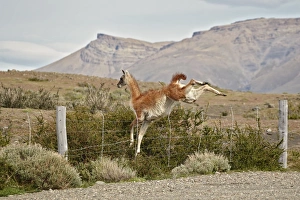 Fence Prints: Guanaco (Lama guanicoe) adult, jumping over wire fence