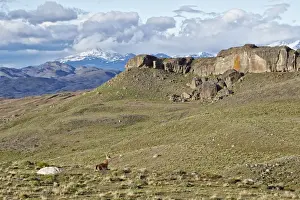 Steppes Prints: Guanaco (Lama guanicoe) adult, resting in mountain habitat