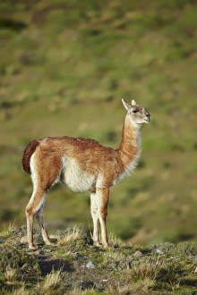 Steppes Prints: Guanaco (Lama guanicoe) adult, standing