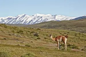 Steppes Prints: Guanaco (Lama guanicoe) adult, standing in mountain habitat