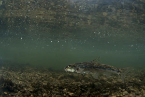 Riverbeds Prints: Gudgeon (Gobio gobio) adult, swimming in river