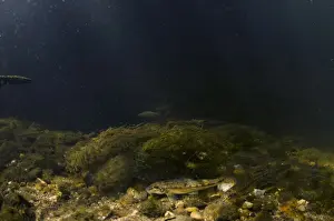 Shoals Prints: Gudgeon (Gobio gobio) adults, shoal feeding on riverbed in river habitat