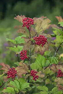 Roses Prints: Guelder Rose (Viburnum opalus) close-up of berries and leaves, Norfolk, England, autumn
