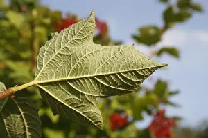 Roses Prints: Guelder Rose (Viburnum opalus) close-up of leaf underside