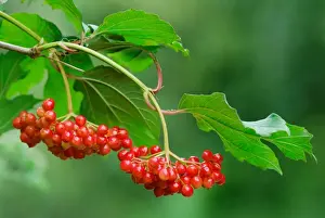 Roses Prints: Guelder Rose (Viburnum opalus) close-up of leaves and berries
