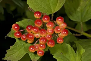 Ripe Prints: Guelder Rose (Viburnum opulus) close-up of ripe fruit
