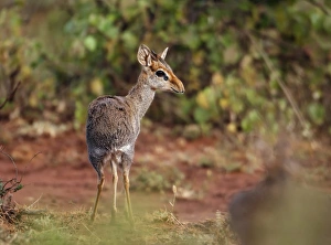 Guenther's Dik-dik (Madoqua guentheri) adult male, standing in scrub, near Yabello, Oromia, Ethiopia