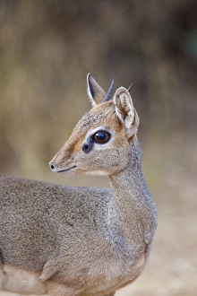 Guenthers Dik-dik (Madoqua guentheri) adult male, close-up of head and neck, Samburu National Reserve, Kenya, August