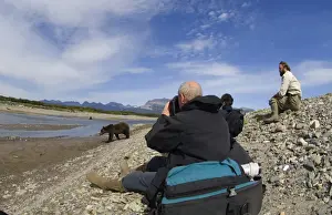 Holidays Prints: Guide with tourists watching Grizzly Bear (Ursus arctos horribilis) at edge of coastal creek