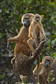 Guinea Baboon (Papio papio) adult male with immatures, sitting on tree stump, Niokolo-Koba, Senegal, october