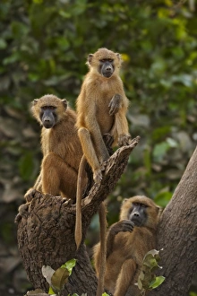 Baboon Prints: Guinea Baboon (Papio papio) immatures
