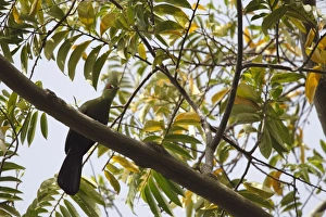 Turaco Prints: Guinea Turaco (Tauraco persa) adult, perched on branch in tree, Gambia, january