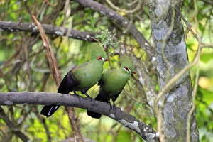 Captive Prints: Guinea Turaco (Tauraco persa) adult pair, perched on branch (captive)