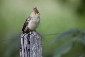 Cuckoos Prints: Guira Cuckoo (Guira guira) adult, perched on fencepost, Pantanal, Mato Grosso, Brazil