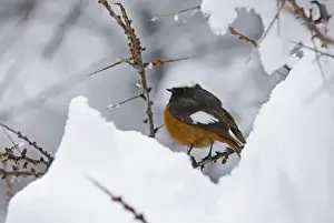 Caucasus Prints: Guldenstadt's Redstart (Phoenicurus erythrogaster) adult male