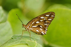 Costa Rican Prints: Gulf Fritillary (Agraulis vanillae) adult