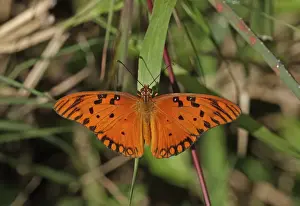 West Indian Prints: Gulf Fritillary (Agraulis vanillae insularis) adult