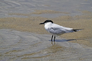 Gull-billed Tern (Gelochelidon nilotica) adult, breeding plumage, standing on mudflats at waterfront, Cairns