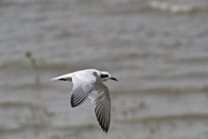 Terns Prints: Gull-billed Tern (Gelochelidon nilotica) adult