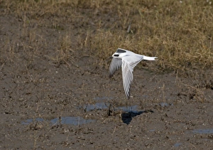 Gull-billed Tern (Gelochelidon nilotica) adult, non-breeding plumage, in flight over mud, Cairns, Queensland, Australia