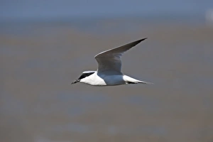 Gull-billed Tern (Gelochelidon nilotica) adult, breeding plumage, in flight, Queensland, Australia