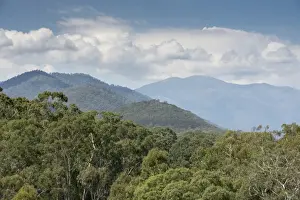 Gum-top Stringybark (Eucalyptus delegatensis) forest habitat, Alpine N. P. Great Dividing Range, Victoria, Australia