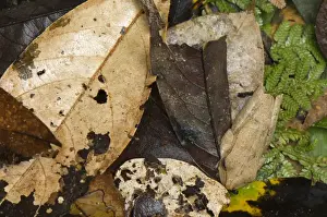 Gunther's Banded Treefrog (Hypsiboas fasciatus) adult, camouflaged on leaf litter, Los Amigos Biological Station, Madre de Dios, Amazonia, Peru