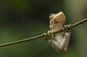 Gunther's Banded Treefrog (Hypsiboas fasciatus) adult, clinging to twig, Los Amigos Biological Station, Madre de Dios, Amazonia, Peru