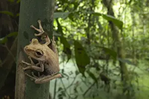 Gunther's Banded Treefrog (Hypsiboas fasciatus) adult, clinging to trunk in tropical forest habitat, Los Amigos Biological Station, Madre de Dios, Amazonia, Peru