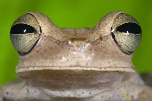 Gunthers Banded Treefrog (Hypsiboas fasciatus) adult, close-up of head, Los Amigos Biological Station, Madre de Dios