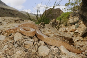 Socotra Prints: Gunthers Racer (Ditypophis vivax) adult