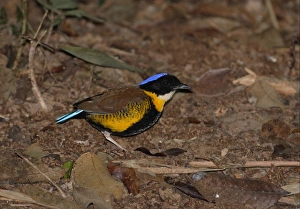 Pitta Prints: Gurney's Pitta (Pitta gurneyi) adult male