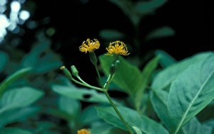 Seychelles Prints: Gynura sechellensis from the Seychelles used to treat colds