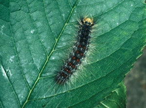Aanimal Prints: Gypsy Moth Larva (Lymantria dispar) On leaf