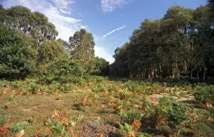 Heath Land Prints: Habitat - Heathland Bracken heathland on Sizewell Belts, Suffolk Wildlife Trust