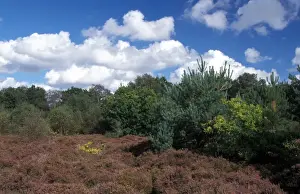 Heath Land Prints: Habitat - Heathland Heather and Bracken at Blaxhall Heath - Suffolk Wildlife Trust